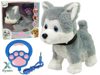 Pluszowy Piesek Husky Interaktywny Edukacyjny Smycz Piosenki Chodzi LEAN TOYS