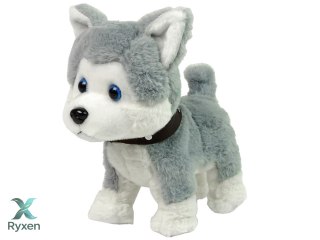 Pluszowy Piesek Husky Interaktywny Edukacyjny Smycz Piosenki Chodzi LEAN TOYS
