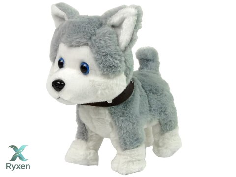 Pluszowy Piesek Husky Interaktywny Edukacyjny Smycz Piosenki Chodzi LEAN TOYS