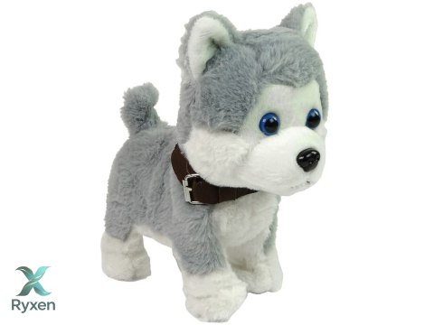 Pluszowy Piesek Husky Interaktywny Edukacyjny Smycz Piosenki Chodzi LEAN TOYS