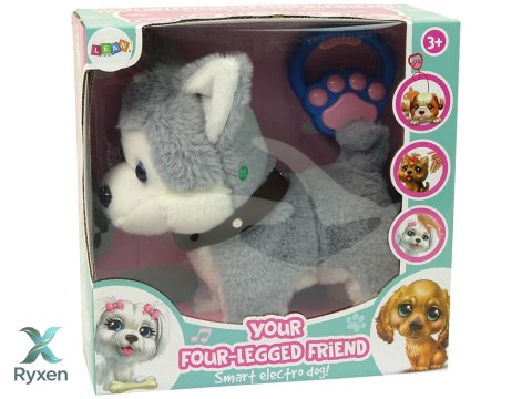 Pluszowy Piesek Husky Interaktywny Edukacyjny Smycz Piosenki Chodzi LEAN TOYS