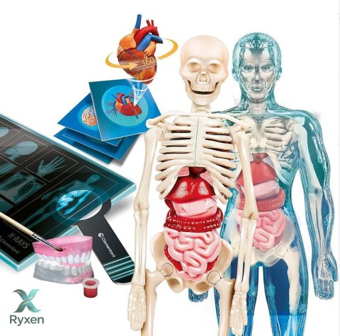 Naukowa Zabawa Super Anatomia Język Polski Clementoni 50919 CLEMENTONI