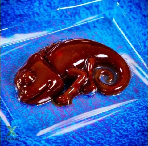 Zestaw naukowy crazy science slime kameleon LISCIANI
