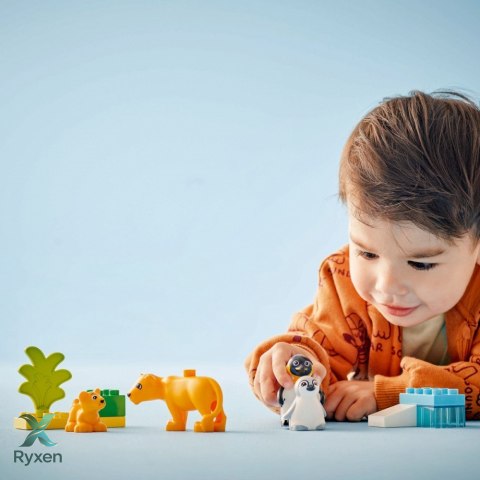 Klocki duplo 10442 rodziny dzikich zwierząt: pingwiny i lwy LEGO