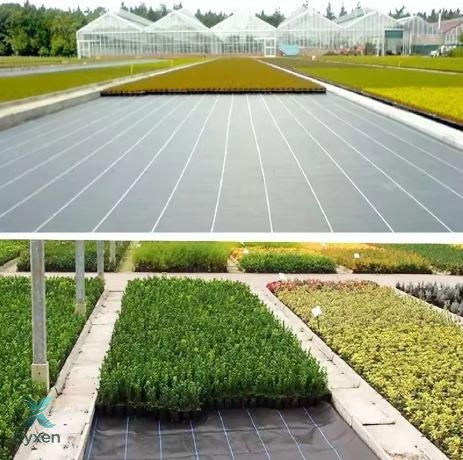 Agrotkanina Czarna 1100cm x 50m UV 135g Antychwastowa Agrowłóknina + Kotwy LEAN