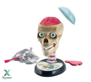 Naukowa Zabawa Zestaw Zwariowana Anatomia Język Polski Clementoni 50697 CLEMENTONI
