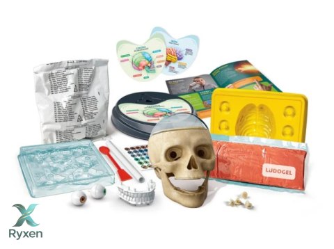Naukowa Zabawa Zestaw Zwariowana Anatomia Język Polski Clementoni 50697 CLEMENTONI
