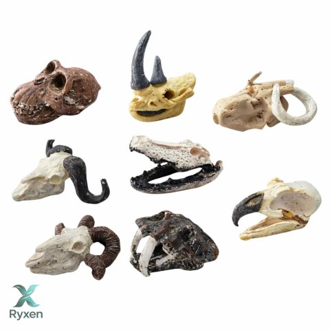 Zestaw Archeologiczny Wykopaliska Czaszek Kości Narzędzia Akcesoria LEAN TOYS