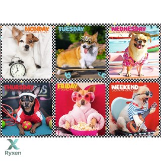 Puzzle - 200 - Wesołe psy - Trefl 13279 TREFL PUZZLE