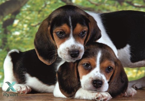 Puzzle 500 HQC SZCZENIACZKI BEAGLE PIESKI Plakat Clementoni 35536 CLEMENTONI
