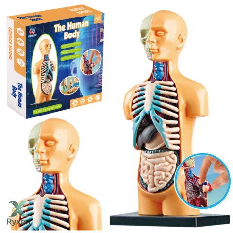 Model Anatomiczny Edukacyjny Ciało Ludzkie Narządy LEAN TOYS