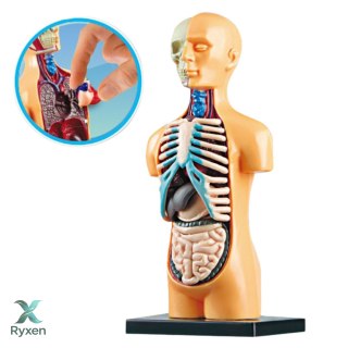 Model Anatomiczny Edukacyjny Ciało Ludzkie Narządy LEAN TOYS