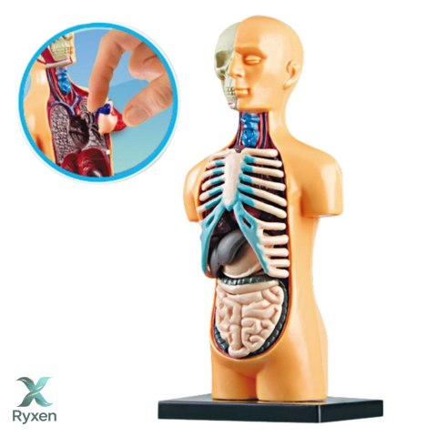 Model Anatomiczny Edukacyjny Ciało Ludzkie Narządy LEAN TOYS