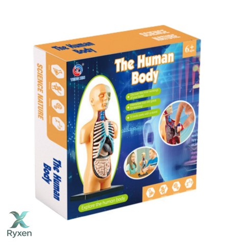 Model Anatomiczny Edukacyjny Ciało Ludzkie Narządy LEAN TOYS