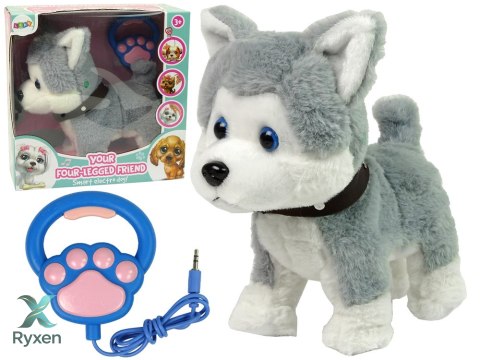 Pluszowy Piesek Husky Interaktywny Edukacyjny Smycz Piosenki Chodzi