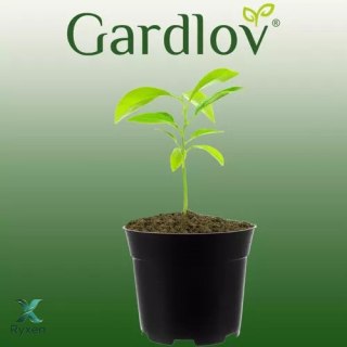 Doniczka produkcyjna - zestaw 500szt GARDLOV