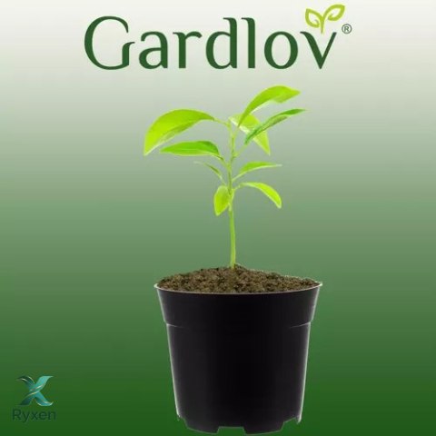 Doniczka produkcyjna - zestaw 500szt GARDLOV